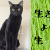 Thumbnail of related posts 127