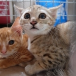 Thumbnail of post image 139
